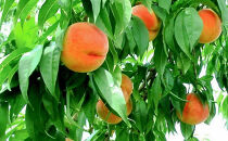 2026年発送　長野市産　ワッサー　約3kg