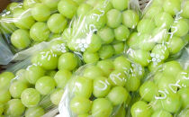 2026年産　長野県長野市産シャインマスカット&nbsp;約3kg&nbsp;4房～7房&nbsp;シャイン&nbsp;マスカット&nbsp;葡萄&nbsp;ぶどう&nbsp;果物&nbsp;フルーツ&nbsp;信州