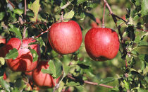 2026年産&nbsp;ご自宅用&nbsp;完熟サンふじ&nbsp;7-10個入り&nbsp;リンゴ&nbsp;フルーツ&nbsp;果物&nbsp;デザート&nbsp;信州&nbsp;長野市