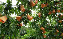 桃&nbsp;【2026年6月発送】&nbsp;&nbsp;井頭&nbsp;白桃&nbsp;7～8玉入り&nbsp;2.2kg規格箱&nbsp;もも&nbsp;モモ&nbsp;岡山県産&nbsp;国産&nbsp;フルーツ&nbsp;果物&nbsp;ギフト&nbsp;井頭栄果園