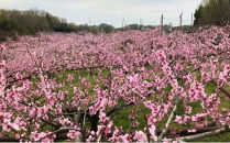 桃&nbsp;【2026年6月発送】&nbsp;&nbsp;井頭&nbsp;白桃&nbsp;7～8玉入り&nbsp;2.2kg規格箱&nbsp;もも&nbsp;モモ&nbsp;岡山県産&nbsp;国産&nbsp;フルーツ&nbsp;果物&nbsp;ギフト&nbsp;井頭栄果園