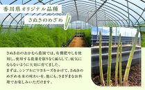 アスパラガス&nbsp;アスパラ&nbsp;さぬきのめざめ&nbsp;春芽&nbsp;約1kg&nbsp;香川県&nbsp;オリジナル品種