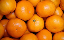 有田の旬の食べごろみかん約10kg（サイズ混合）（秀・優品混合）★2026年11月下旬頃より順次発送&nbsp;［TM227］