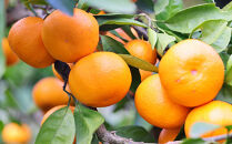 有田の旬の食べごろみかん約5kg（サイズ混合）（秀・優品混合）★2026年11月下旬頃より順次発送&nbsp;［TM226］