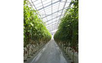 訳ありミニトマト　約3kg