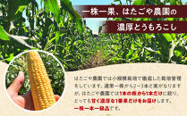 朝採&nbsp;新鮮&nbsp;白浜町産&nbsp;ゴールドラッシュ&nbsp;とうもろこし&nbsp;2Lサイズ&nbsp;10～12本&nbsp;はたごや農園