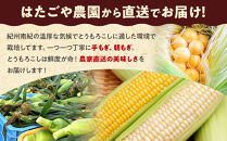 朝採&nbsp;新鮮&nbsp;白浜町産&nbsp;ゴールドラッシュ&nbsp;とうもろこし&nbsp;2Lサイズ&nbsp;10～12本&nbsp;はたごや農園