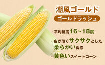 【夏の味覚】潮風ゴールド　2Lサイズ&nbsp;&nbsp;10～12本&nbsp;とうもろこし&nbsp;トウモロコシ&nbsp;ゴールドラッシュ&nbsp;黄色&nbsp;潮風ゴールド&nbsp;スイートコーン&nbsp;茹でとうもろこし&nbsp;BBQ&nbsp;焼き肉&nbsp;白浜町
