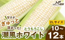 【夏の味覚】潮風ホワイト&nbsp;2Lサイズ&nbsp;10～12本&nbsp;とうもろこし&nbsp;トウモロコシ&nbsp;白&nbsp;コーン&nbsp;とうもろこし&nbsp;BBQ&nbsp;焼き肉&nbsp;白浜町
