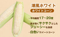 【夏の味覚】潮風ホワイト&nbsp;2Lサイズ&nbsp;10～12本&nbsp;とうもろこし&nbsp;トウモロコシ&nbsp;白&nbsp;コーン&nbsp;とうもろこし&nbsp;BBQ&nbsp;焼き肉&nbsp;白浜町