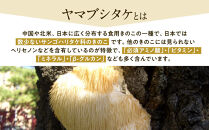 【定期便】ホクトのヤマブシタケ　記憶の素&nbsp;《&nbsp;3ヵ月連続お届け&nbsp;》&nbsp;|&nbsp;&nbsp;&nbsp;ホクト&nbsp;ヤマブシタケ&nbsp;定期&nbsp;栄養&nbsp;健康食品&nbsp;栄養&nbsp;食品&nbsp;サプリメント&nbsp;サプリ&nbsp;人気&nbsp;おすすめ&nbsp;きのこ&nbsp;&nbsp;送料無料&nbsp;&nbsp;&nbsp;長野県&nbsp;長野市&nbsp;信州&nbsp;信濃&nbsp;ふるさと納税