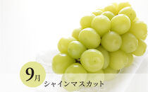 長野県&nbsp;長野市産&nbsp;〇季節のフルーツ〇8月～10月定期便　桃・シャインマスカット・シナノスイート&nbsp;※オンライン限定　(矢島農園)