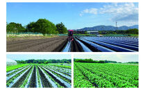 【お手軽サイズ】★いも（干し芋）&nbsp;スティック&nbsp;35g×10袋&nbsp;ほしあかね&nbsp;個包装