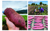 【お手軽サイズ】★いも（干し芋）&nbsp;スティック&nbsp;35g×10袋&nbsp;ほしあかね&nbsp;個包装