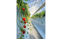 スイーツ作り付き90分いちご狩り食べ放題体験チケット