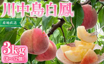 前島農家　川中島白鳳約3kg（8個～12個）&nbsp;|&nbsp;&nbsp;桃&nbsp;フルーツ&nbsp;果物&nbsp;旬&nbsp;人気&nbsp;おすすめ&nbsp;ギフト&nbsp;プレゼント&nbsp;送料無料&nbsp;長野県&nbsp;長野市&nbsp;信州&nbsp;信濃&nbsp;ふるさと納税
