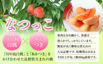 前島農家　なつっこ約3kg（8個～12個）&nbsp;|&nbsp;&nbsp;桃&nbsp;フルーツ&nbsp;果物&nbsp;旬&nbsp;&nbsp;人気&nbsp;おすすめ&nbsp;ギフト&nbsp;プレゼント&nbsp;送料無料&nbsp;長野県&nbsp;長野市&nbsp;信州&nbsp;信濃&nbsp;ふるさと納税