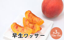 早生ワッサー約3kg（12個～13個）