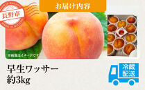 前島農家　早生ワッサー約3kg（12個～13個）&nbsp;|&nbsp;&nbsp;桃&nbsp;フルーツ&nbsp;果物&nbsp;旬&nbsp;人気&nbsp;おすすめ&nbsp;ギフト&nbsp;プレゼント&nbsp;送料無料&nbsp;長野県&nbsp;長野市&nbsp;信州&nbsp;信濃&nbsp;ふるさと納税