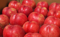 長野市産ネクタリン「サマークリスタル」約2.5kg