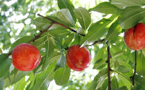 長野市産ネクタリン「サマークリスタル」約4kg（18～25個）