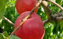 長野市産ネクタリン「サマークリスタル」約4kg（18～25個）