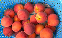 長野市産早生ワッサー約5kg(12～18個）