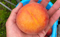 長野市産早生ワッサー約5kg(12～18個）