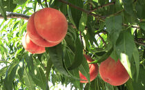 長野市産桃「あかつき」約3kg(8-10個）