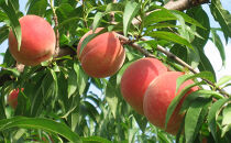 長野市産桃「なつっこ」約3kg(8~10個）