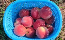 長野市産桃「なつっこ」約3kg(8~10個）