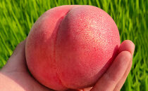 長野市産桃「なつっこ」約3kg(8~10個）