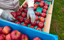 長野市産「紅玉」約2.7kg(9玉~14玉入り）