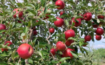 長野市産「紅玉」約2.7kg(9玉~14玉入り）