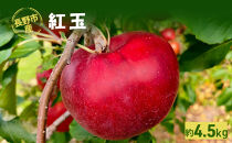 長野市産「紅玉」約4.5kg&nbsp;（18～22玉）