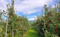 長野市産「紅玉」約4.5kg&nbsp;（18～22玉）