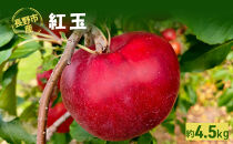 長野市産「紅玉」約4.5kg&nbsp;（18～22玉）