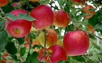 長野市産「シナノスイート」約3kg　（8～10玉）