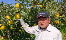 長野市産「シナノスイート」約5kg&nbsp;(11~16玉）