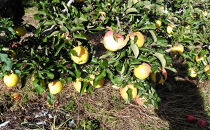 長野市産「ぐんま名月」約5kg（12-18玉）