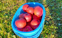 長野市産「サンふじ」約3kg（8～10玉）