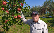 長野市産「サンふじ」約3kg（8～10玉）