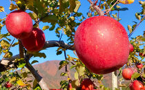 長野市産「サンふじ」約5kg（10～18玉）