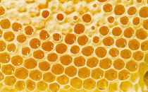 アカシアはちみつ　200g3本