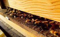 アカシアはちみつ　200g3本