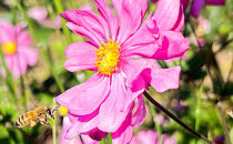 アカシア、りんご、百花はちみつセット　各200g×３本