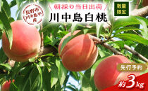 川中島白桃約３kg（8～10玉）