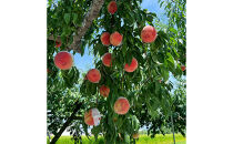 川中島白桃約３kg（8～10玉）