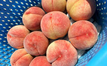川中島白桃約３kg（8～10玉）