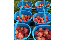 川中島白桃約３kg（8～10玉）